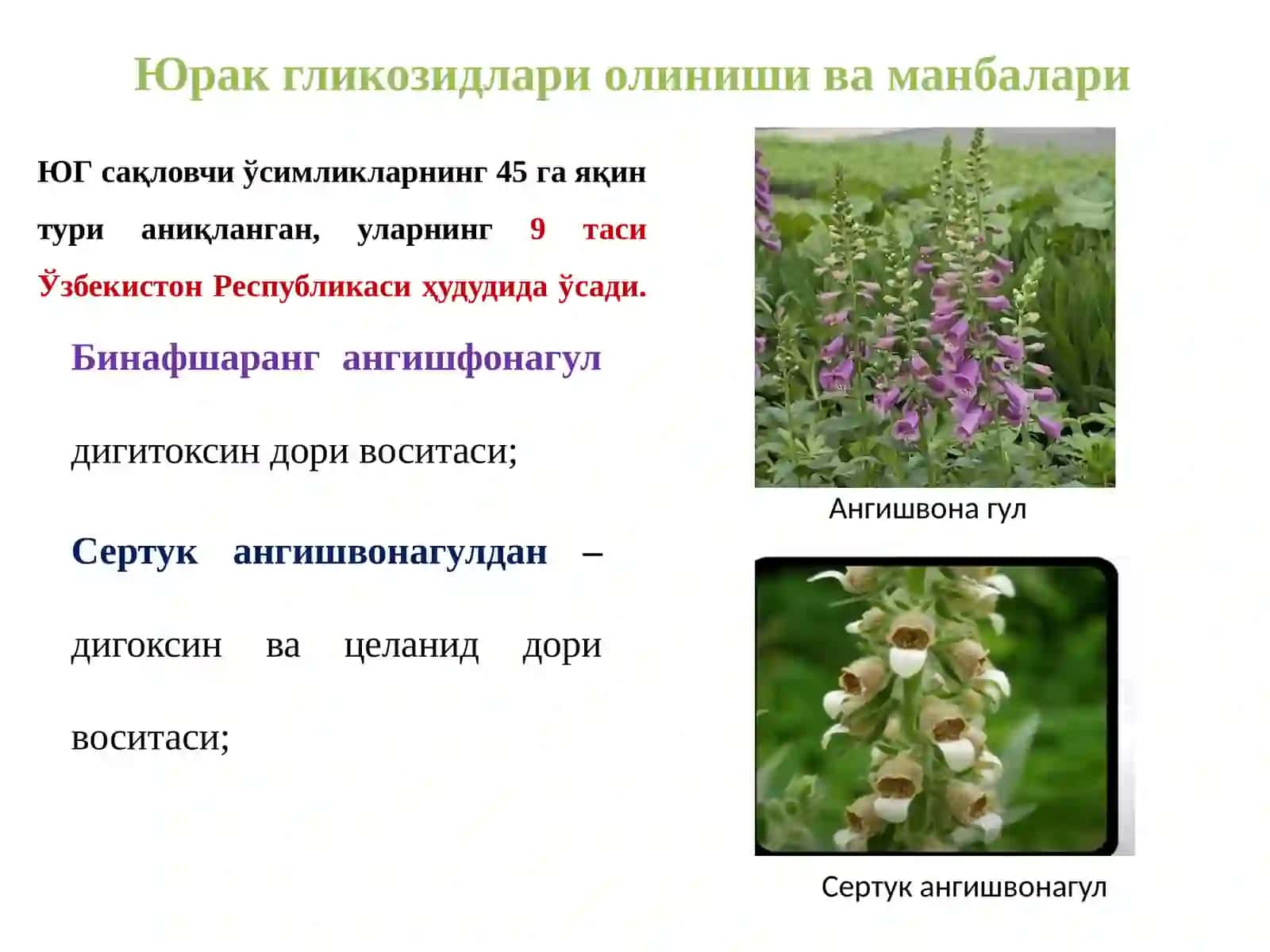 ЮРАК ГЛИКОЗИДЛАРИ 4