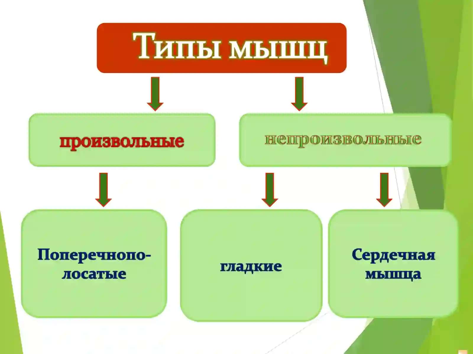 Мышцы человека 4