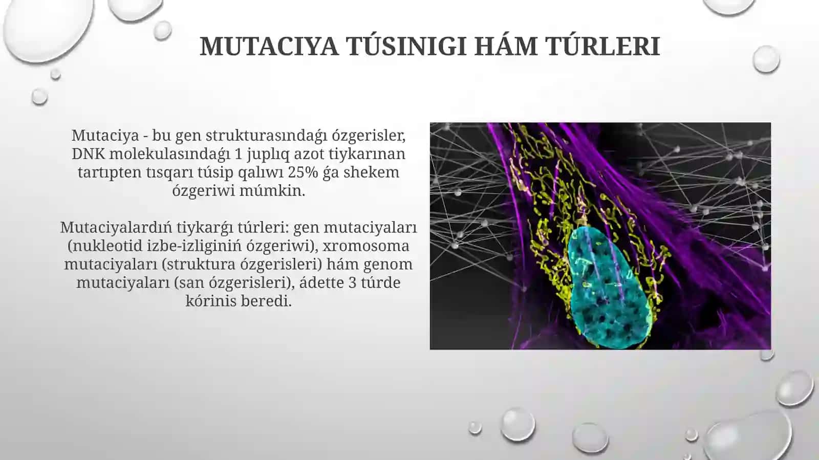 Tabiyiy ham jasalma mutatsiyalar 4