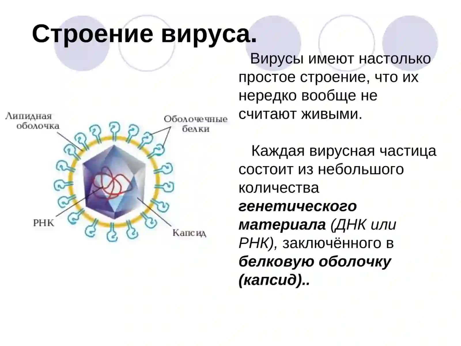 Вирусы.Строение и многообразие 4