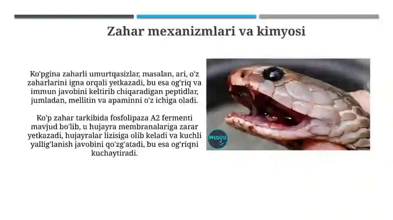 Zaharli umurtqasizhayvonlar 4