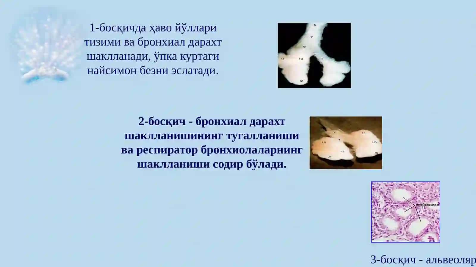 ЭМБРИОГЕНЕЗ 4