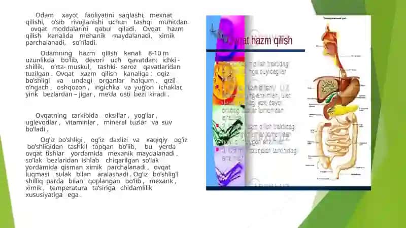 OVQAT HAZM QILISHNING YOSH XUSUSIYATLARI. OVQATLANISH GIGIYENASI 4