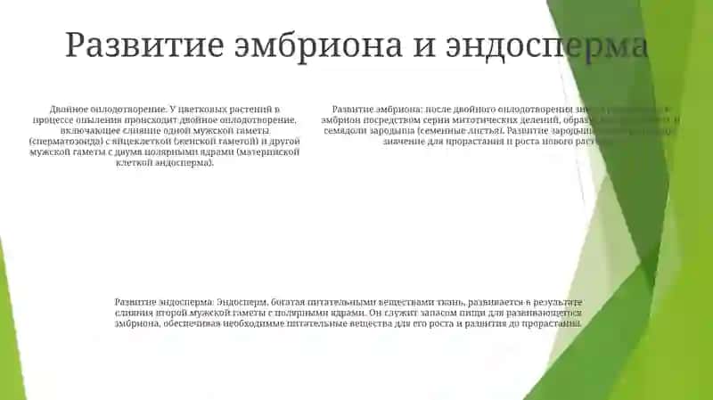 Оплодотворение Цветковых Растений 4