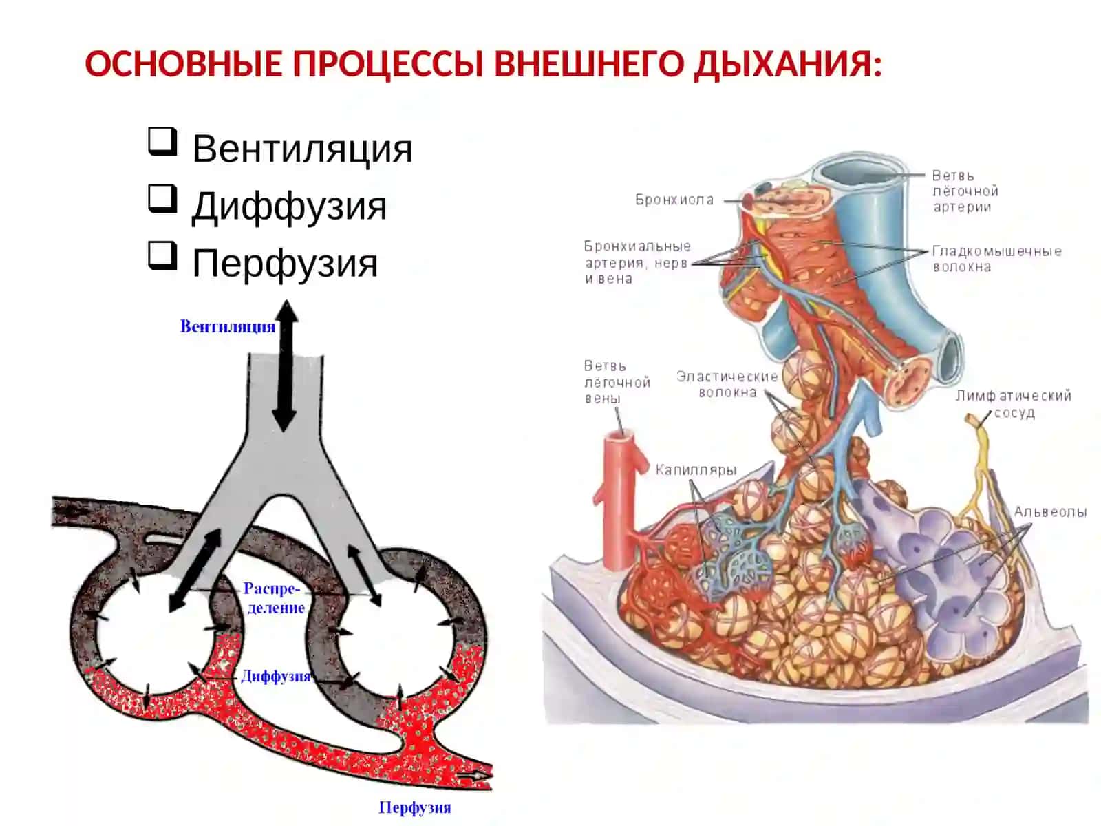 Функциональная диагностика дыхательной системы 4