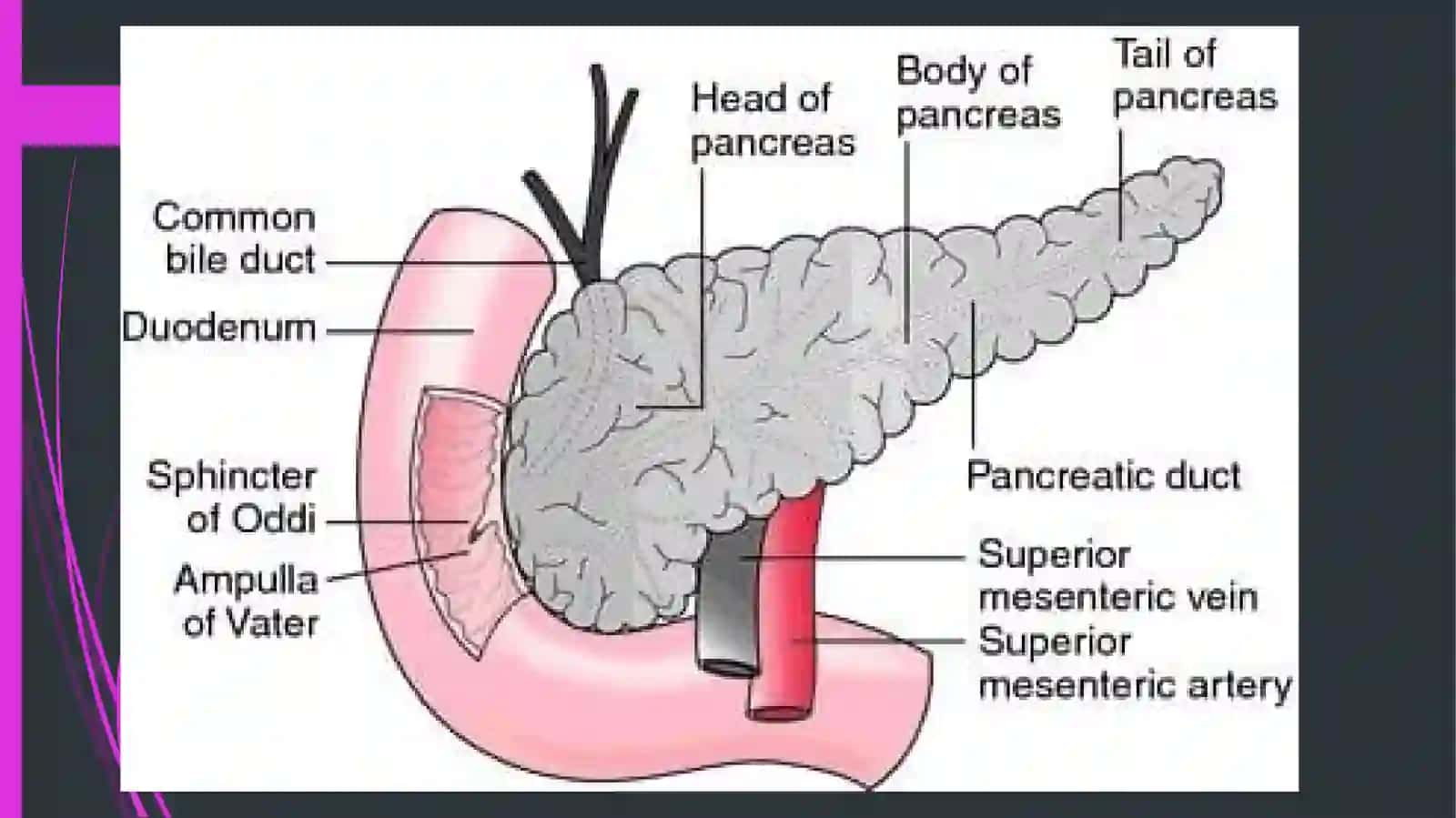 Parsendocrinicapancretis 4