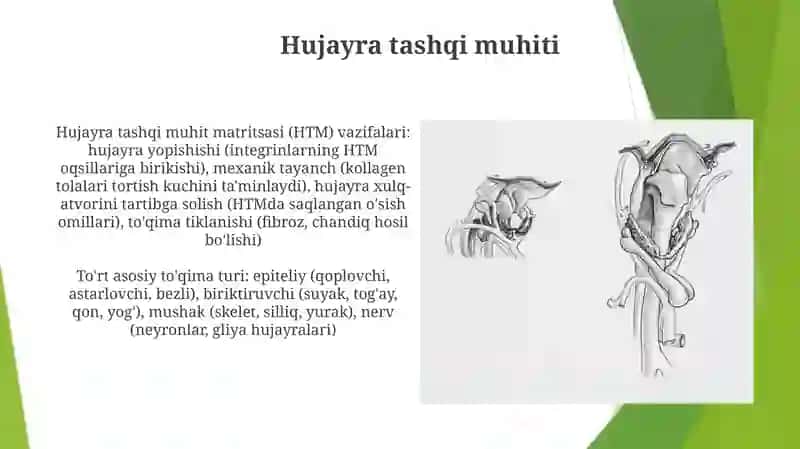 Hujayra birikmalari 4