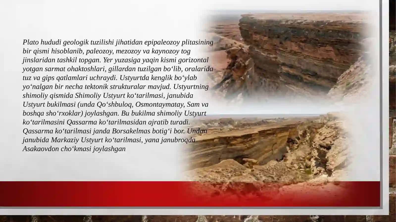 Ustyurtplatosi hayvonot dunyosi 4