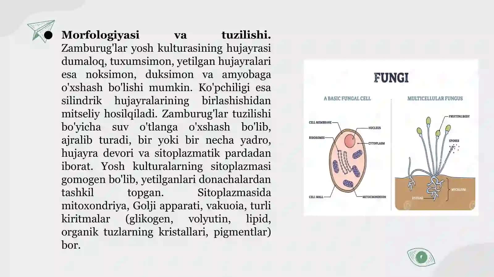 Zamburug’lar keltirib chiqaruvchi kasalliklar 4