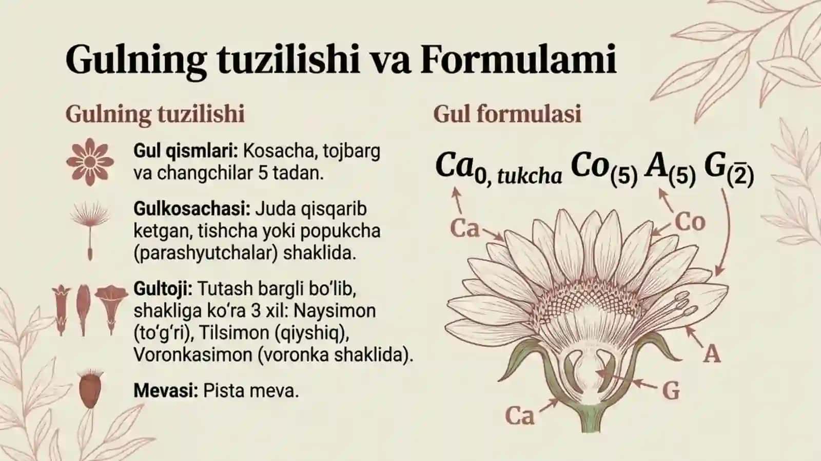 Qoqio'tdoshlar (Murakkabguldoshlar) oilasi 4
