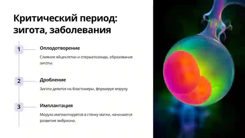 Гистология эмбриональных тканей 4