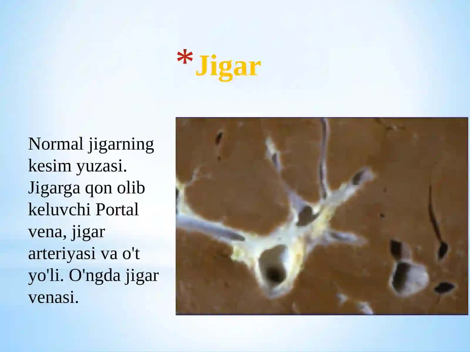 Jigar 4