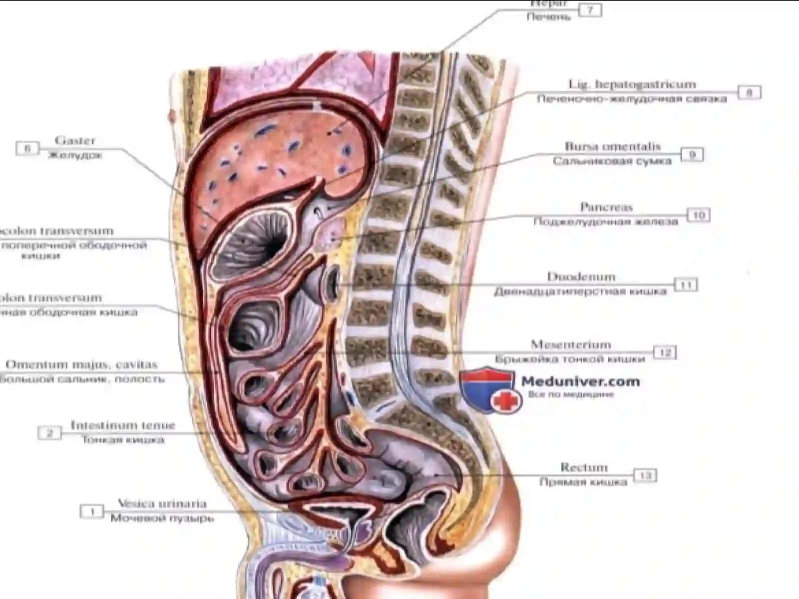 Anatomiya 4