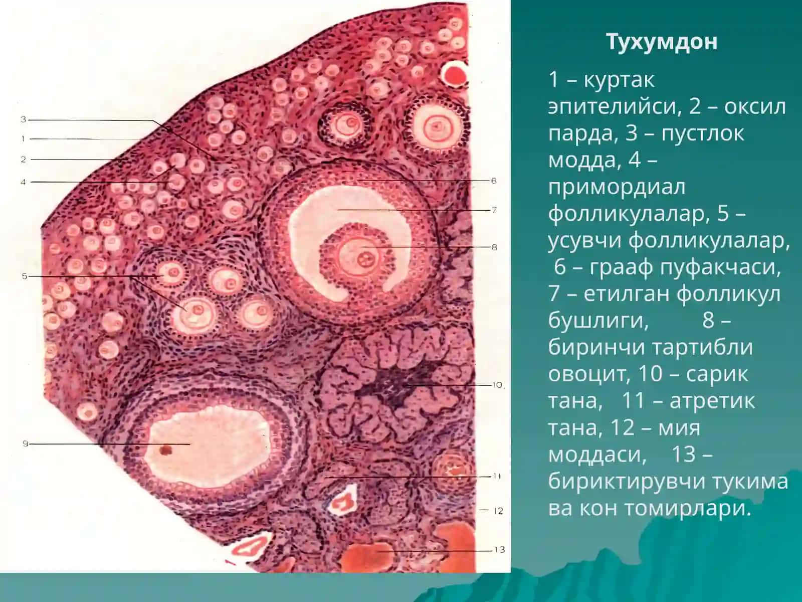 АЁЛЛАР ЖИНСИЙСИСТЕМАСИ 4
