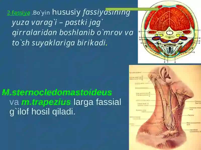 BO`YIN SOHASINING CHEGARALARI 4
