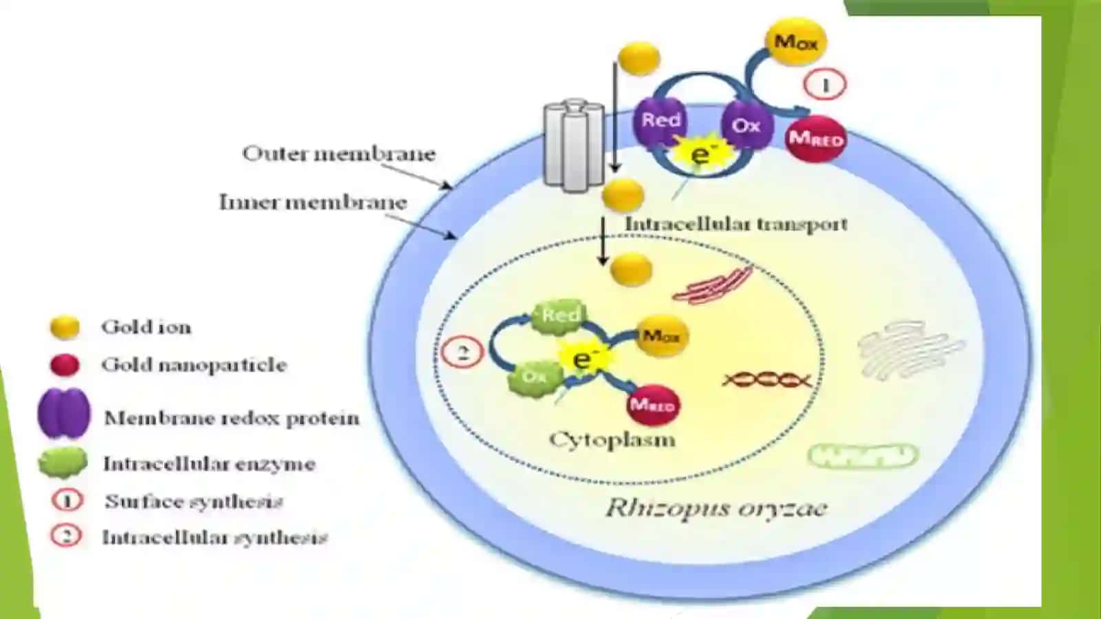 Nanoparticles Synthesis by Fungi 4