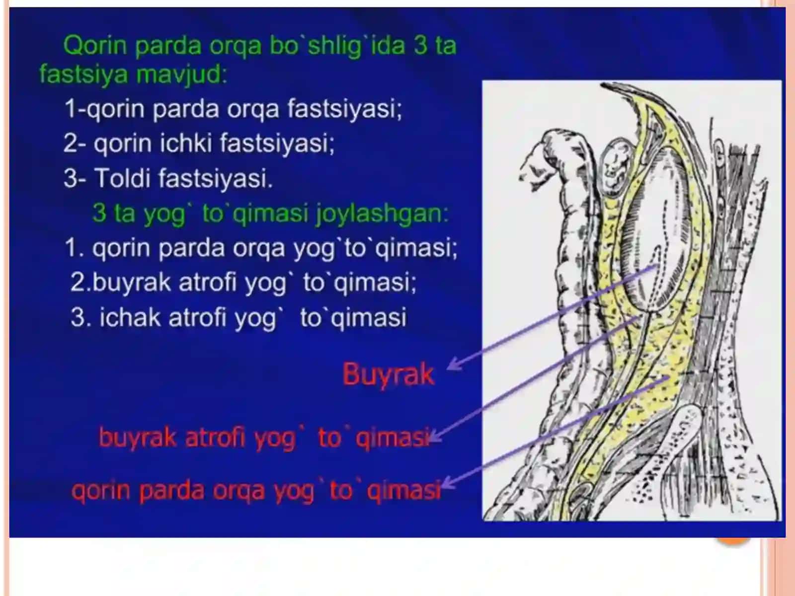 Qorinparda 4