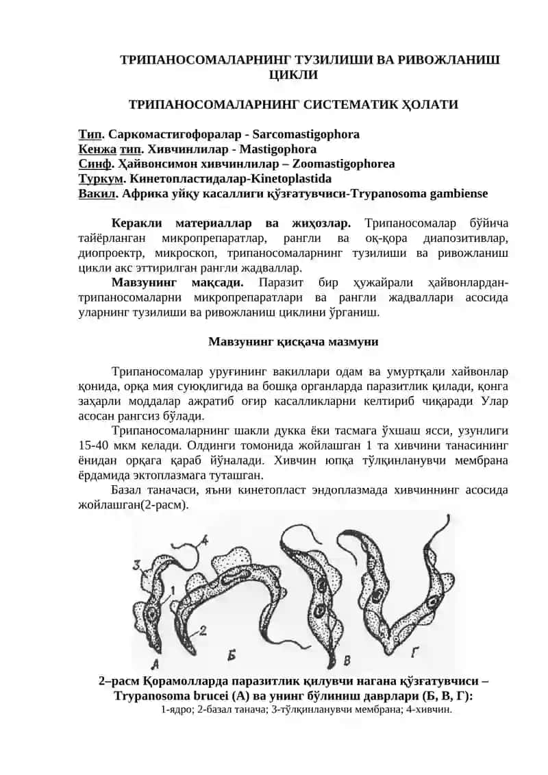 Ичбуруғ амёбаси 4