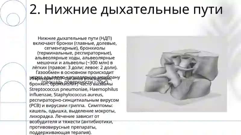 Система органов дыхания 4