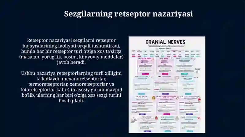 Sezgilarning reflektor va retseptor nazariyalari 4