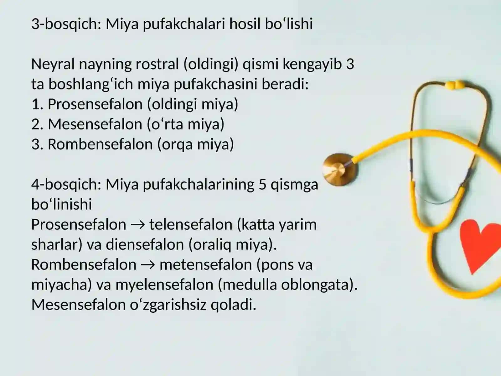 Asab tizimi ontogenezi 4