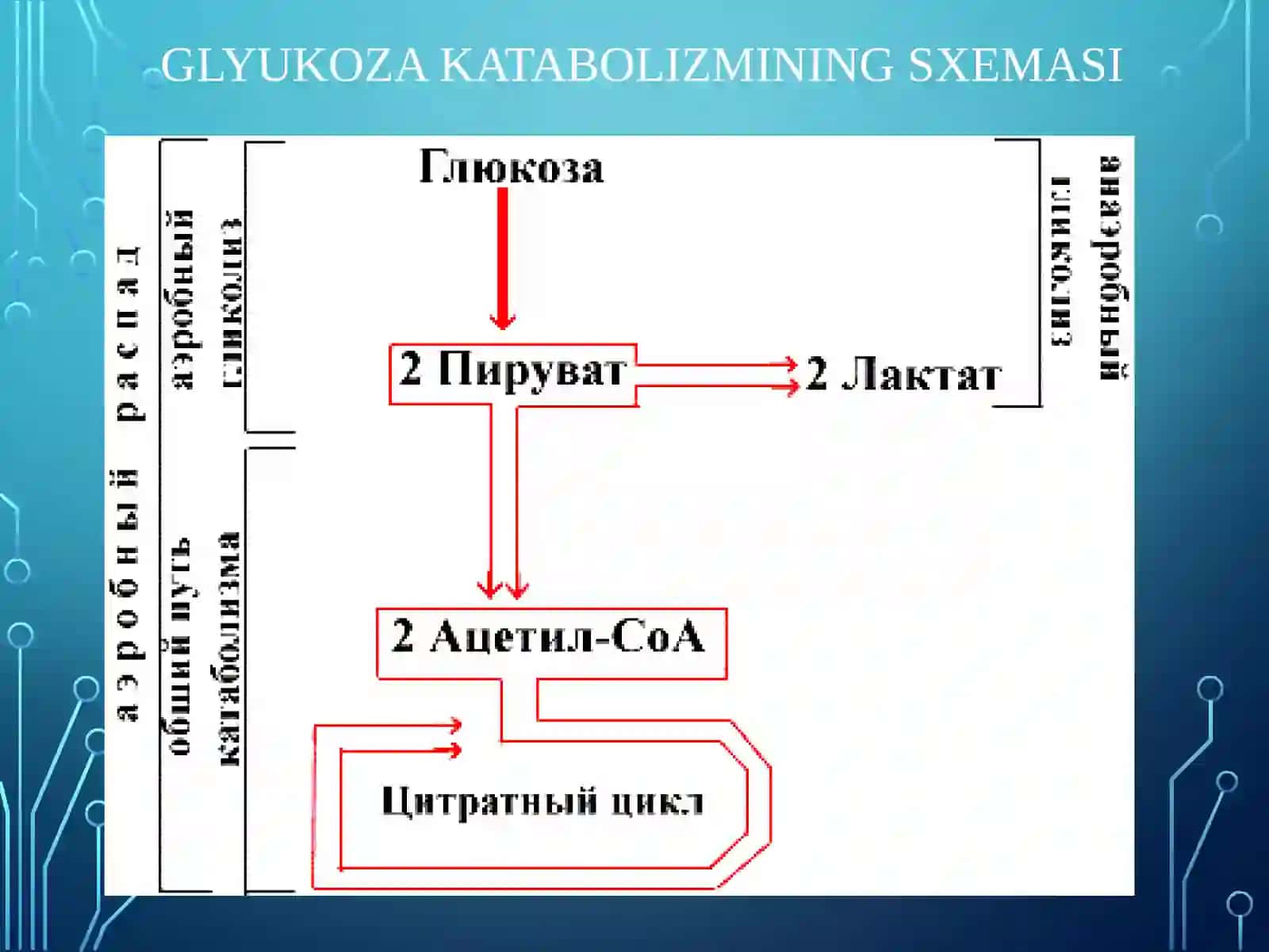 glyukozа kаtаbolizmi vа glyukoneogenez. pentozofasfat yo`lining ahamiyati 4