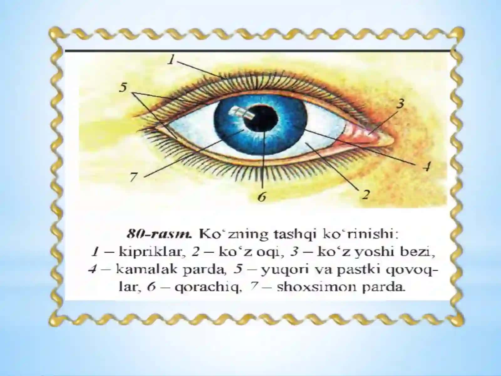 Dars ishlanmasi: Ko’rish Analizatori 4
