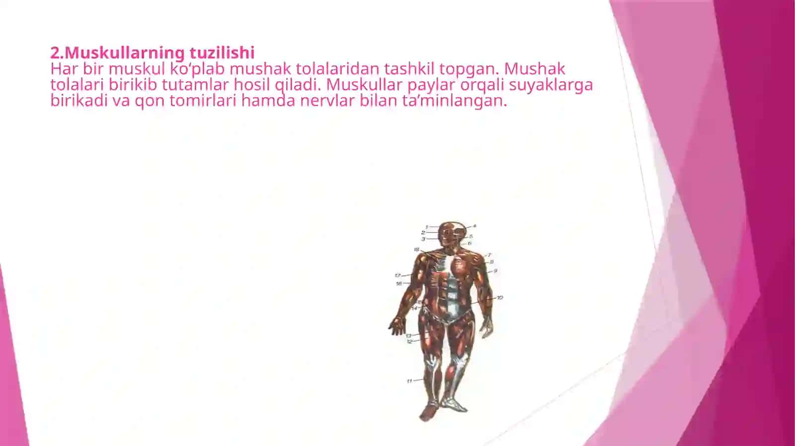 "ANATOMIYA" fanidan taqdimot slaydi 4