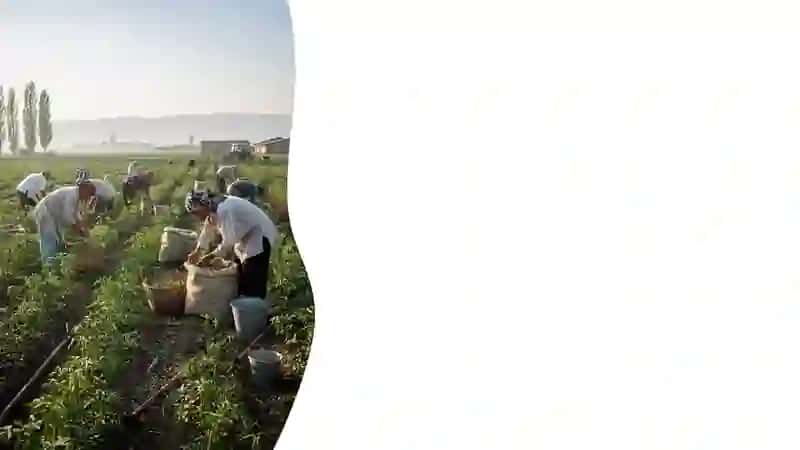 Botanika fanining qishloq xo'jaligidagi ahamiyati 4