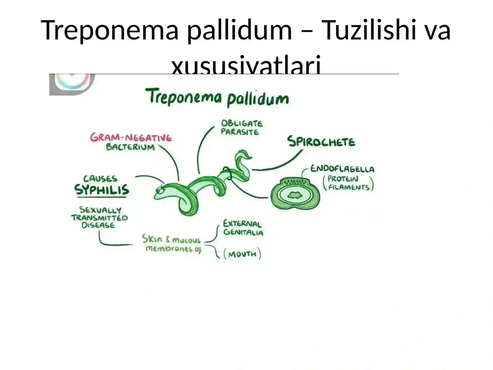 Sifiliz: Laborator Diagnostikasi 4