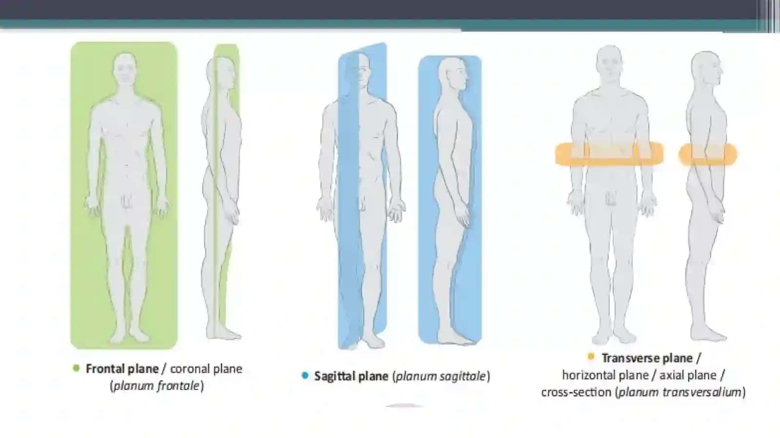 Anatomiya fanlari 4