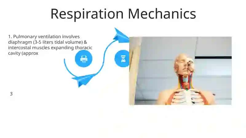Lungs and pulmonary system 4