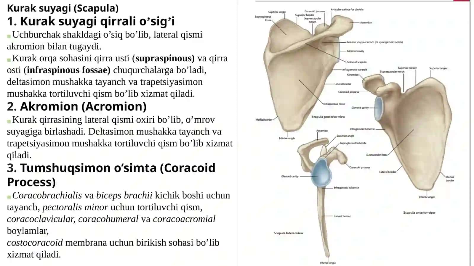 QO’LNING SUYAK VA BO’G’IMLARI 4