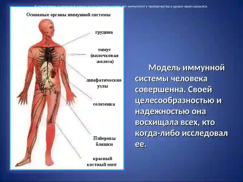 Иммунитет человека и его враги 4