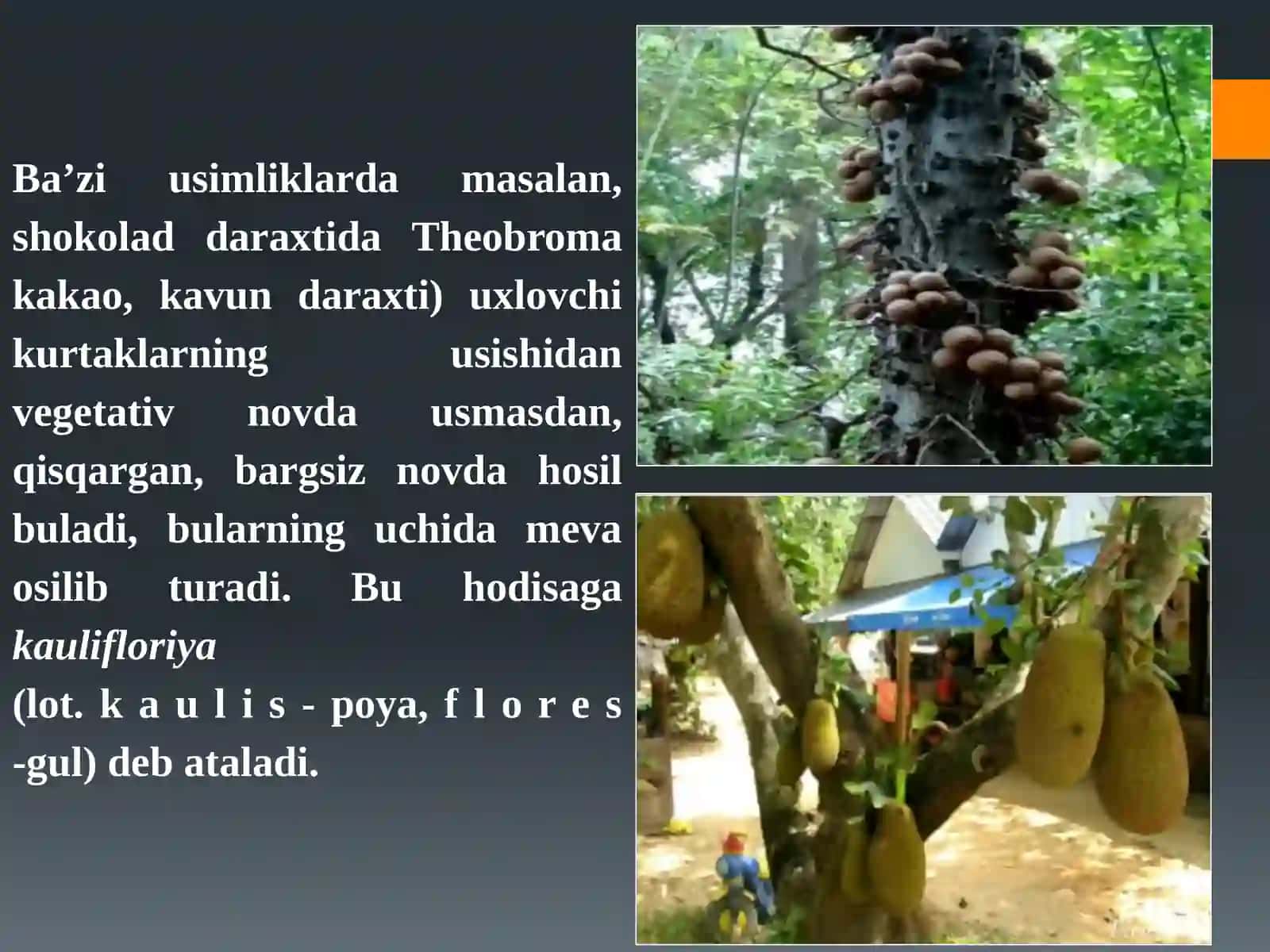 Magnoliyadoshlaroilasi 4