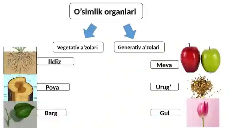 Biologiya 4