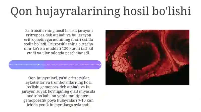 Qizil suyak ko'migining funktsiyalari 4