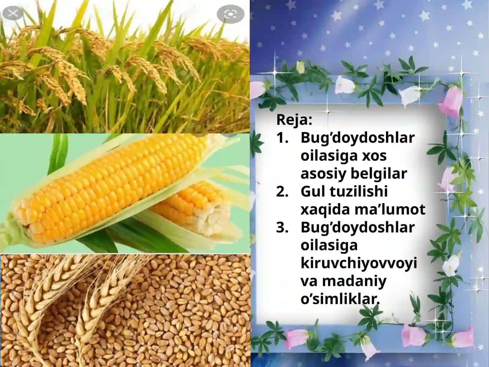 Piyozdoshlar oilasi 4