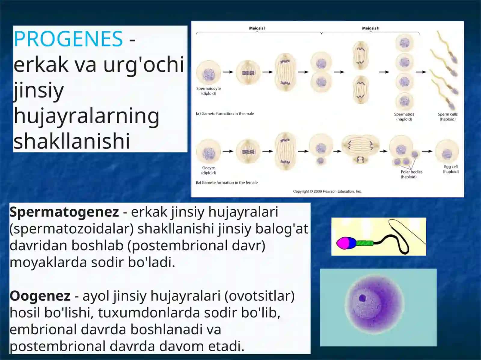 Odam embriologiyasi 4