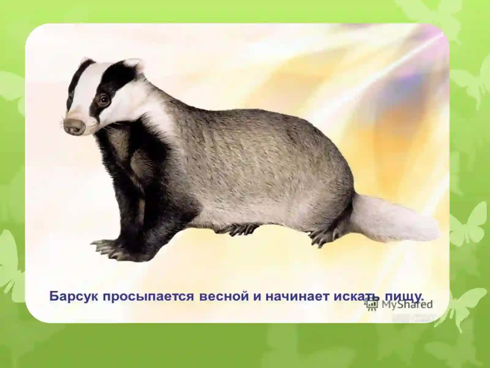 ЖИВОТНЫЕ ВЕСНОЙ 4