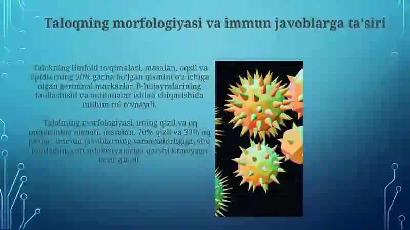 Suyak koʻmigining morfologik asoslari 4