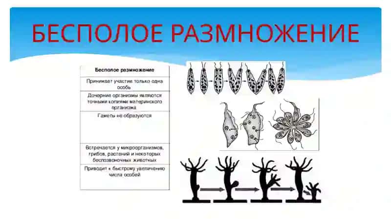 ФОРМЫ РАЗМНОЖЕНИЯ ЖИВОТНЫХ 4