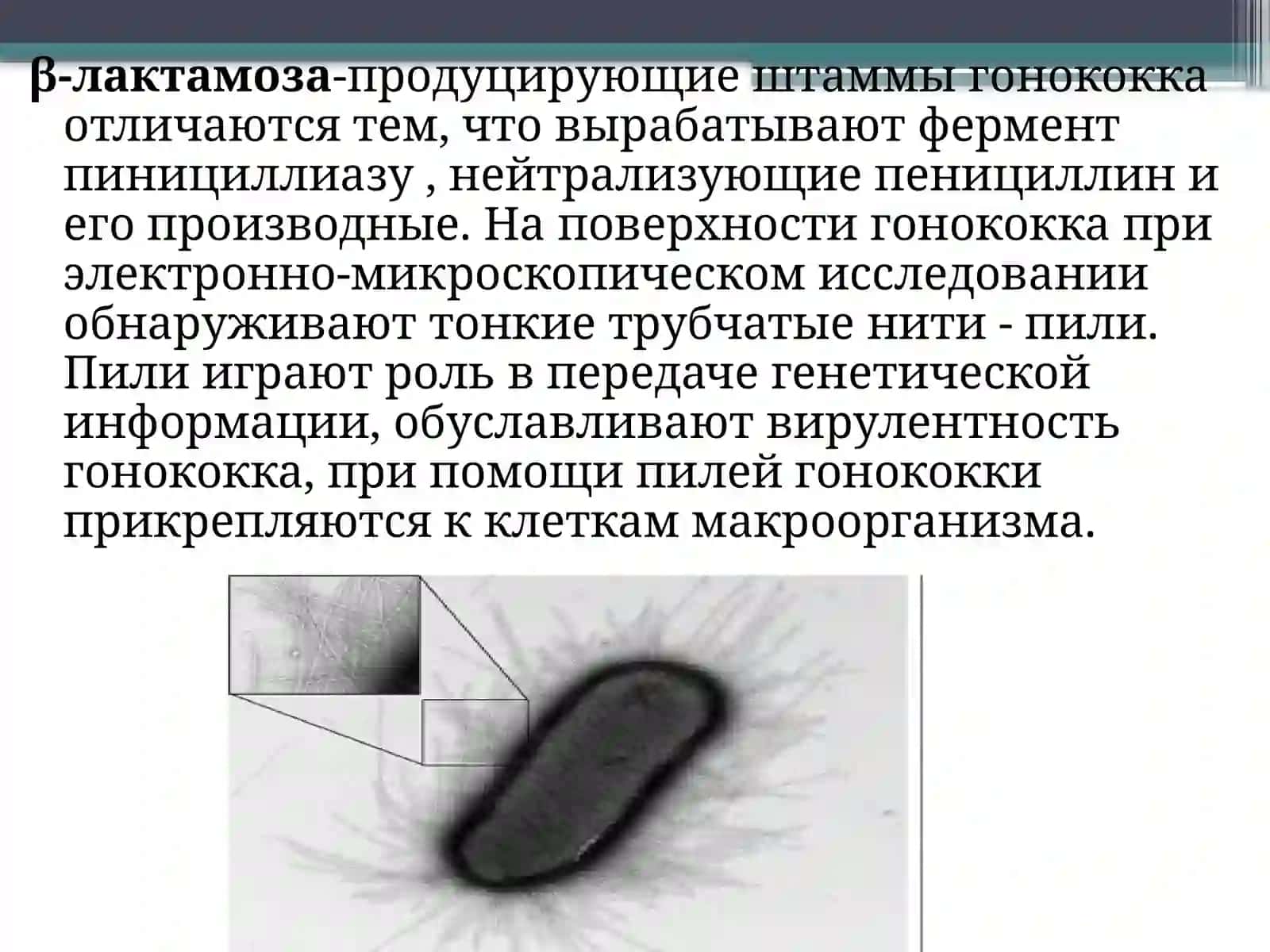 ГОНОРЕЯ 4
