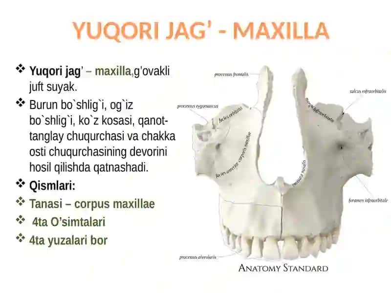 Yuqori jag’ – maxilla 4