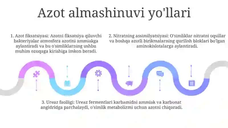 Azotni O‘Simliklardagi Moddalar Almashinuvidagi Ta‘Siri 4