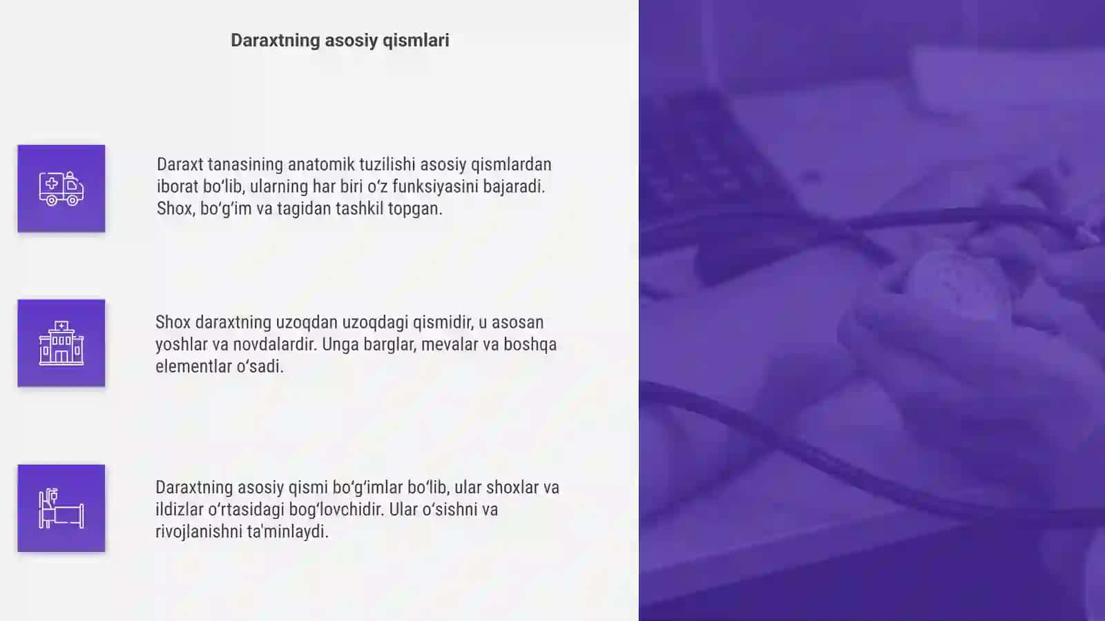 Daraxt tanasining anatomik tuzilishini órganish 4