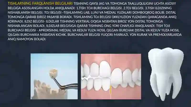 Tishlarfiziologiyasi 4