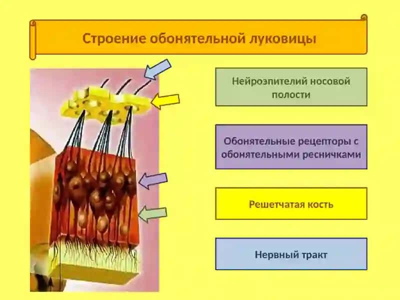 Орган обоняния - нос 4