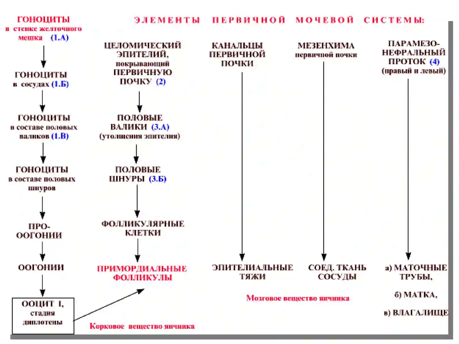 ЖЕНСКАЯ ПОЛОВАЯ СИСТЕМА 4