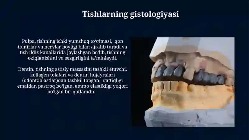 Tishlar Anatomiyasi va Gistologiyasi 4